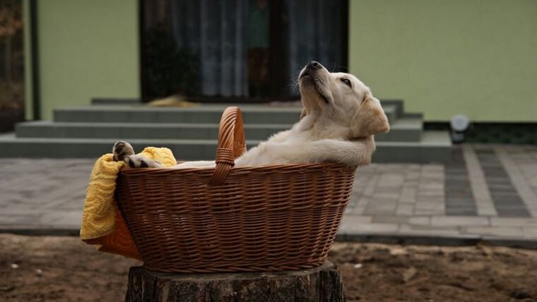 Dog sitting in a basket
