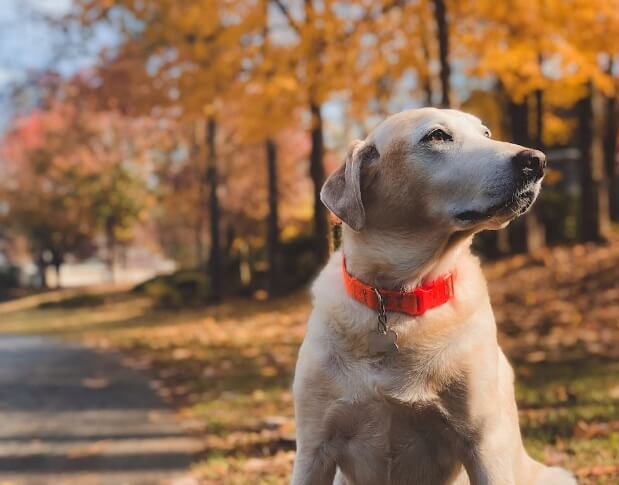 Are Labrador Retrievers Good Inside Dogs
