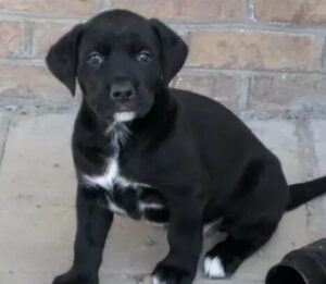 Rarity of Black and White Labrador Retrievers