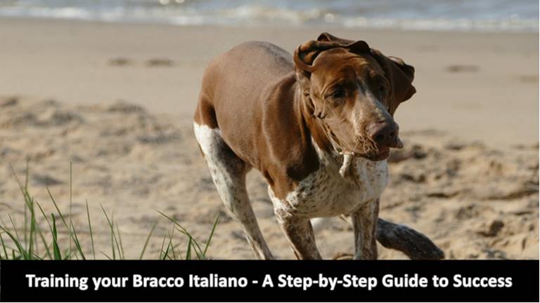 Bracco Italiano Training Guide