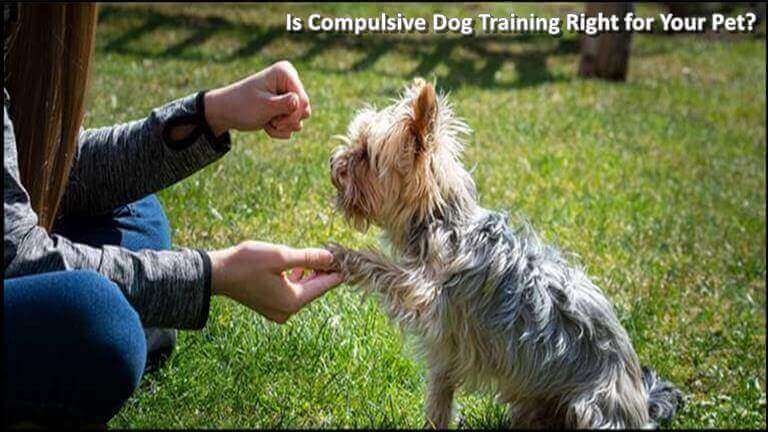 Is Compulsive Dog Training Right for Your Pet?