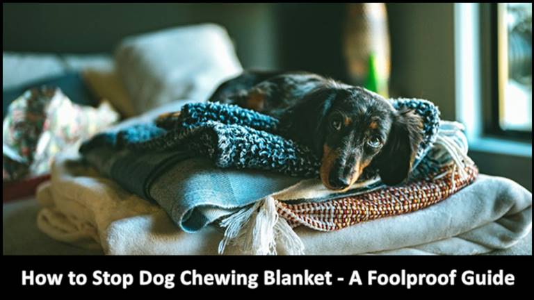 How to Stop Dog Chewing Blanket