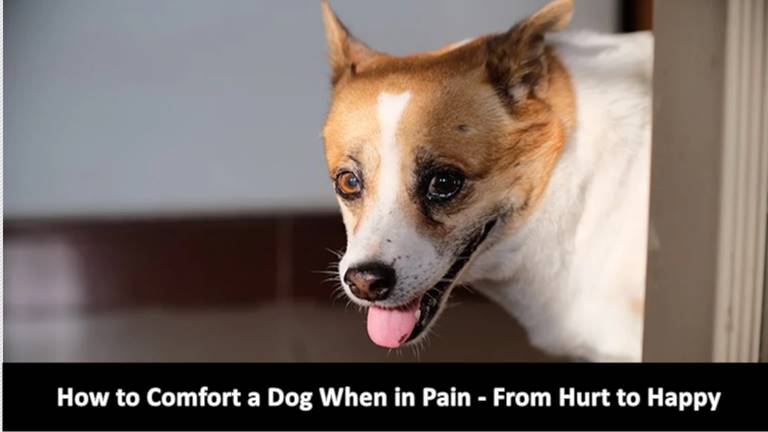 How to comfort dog when in Pain