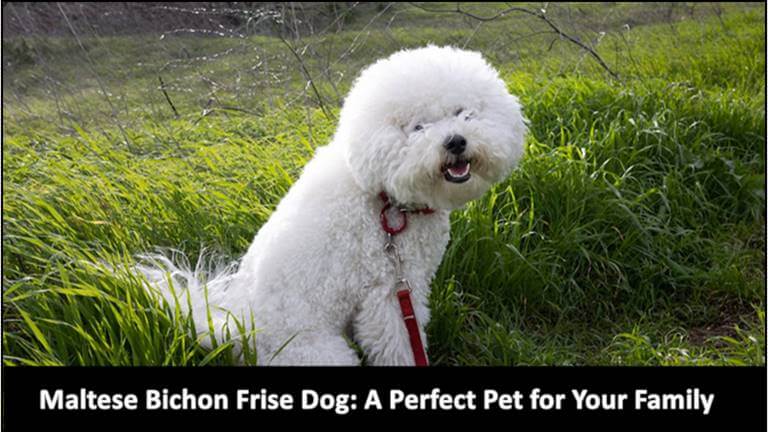 Maltese Bichon Frise Dog