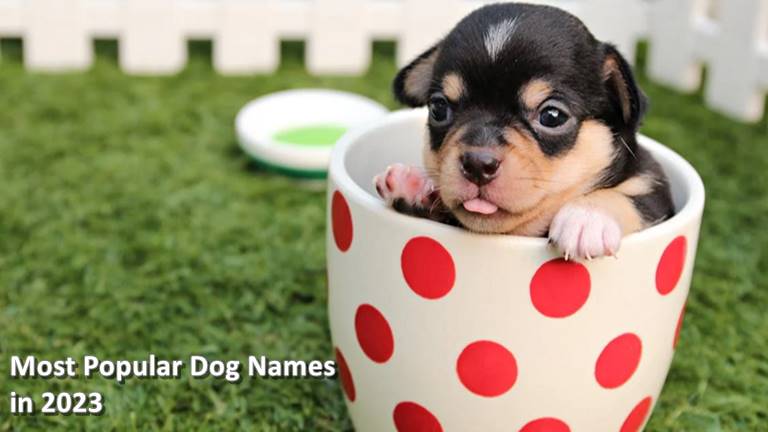 Most Popular Dog Names – 2023