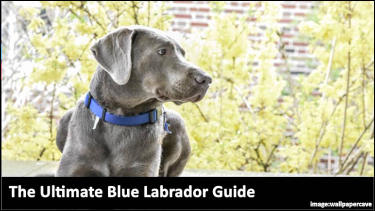 The Ultimate Blue Labrador Guide