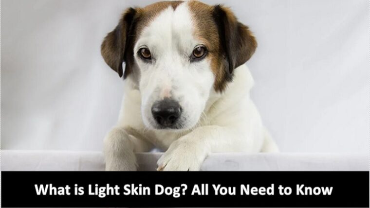 What is Light Skin Dog?