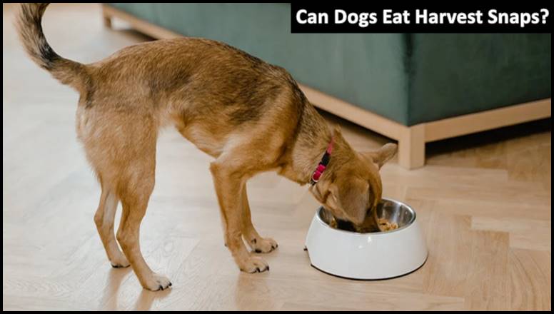 Can Dogs Eat Harvest Snaps?