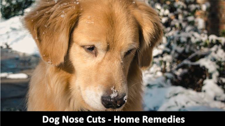 Dog Nose Cuts - Home Remedies