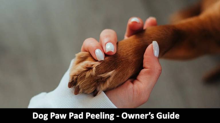 Dog Paw Pad Peeling - Owner’s Guide
