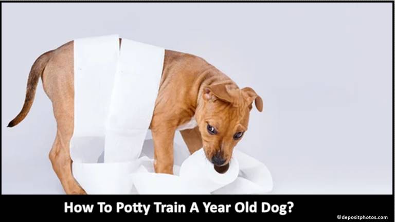 How To Potty Train A Year Old Dog?