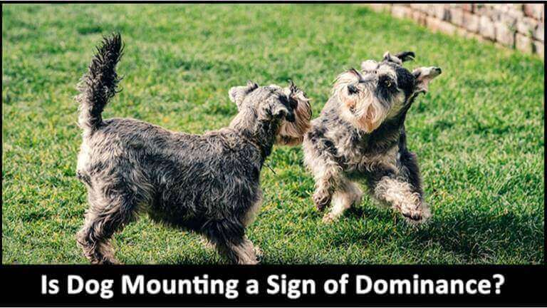 Is Dog Mounting A Sign Of Dominance?