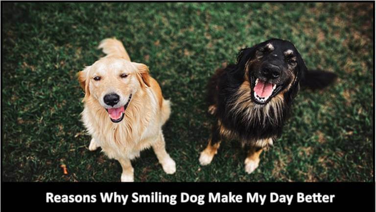 Reasons Smiling Dog make my Day Better