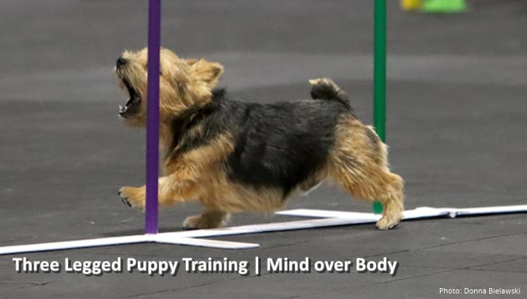 Three legged puppy training