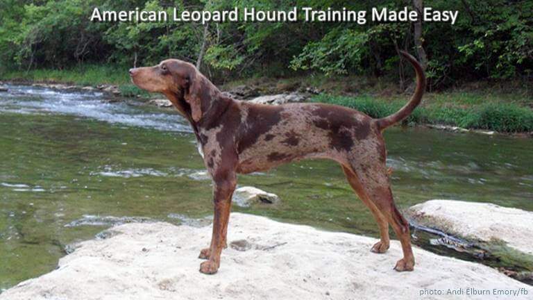 American Leopard Hound Training Made Easy