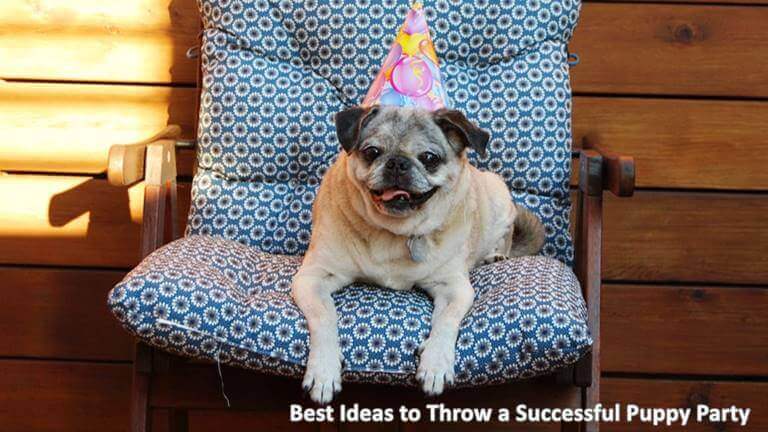 Best Ideas to Throw a Successful Puppy Party