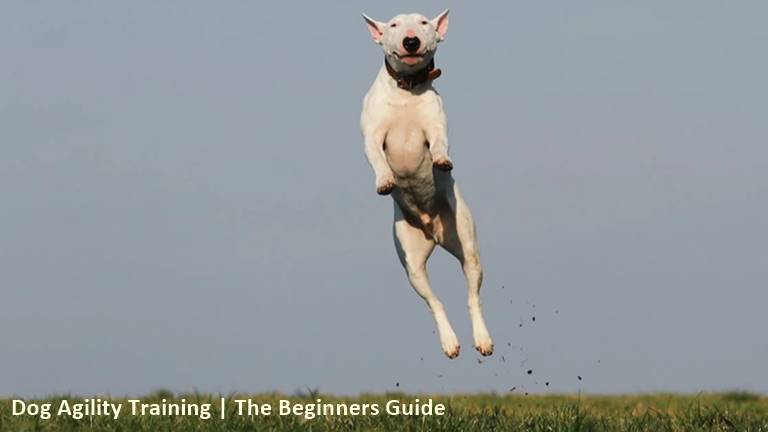 Dog Agility Training Guide