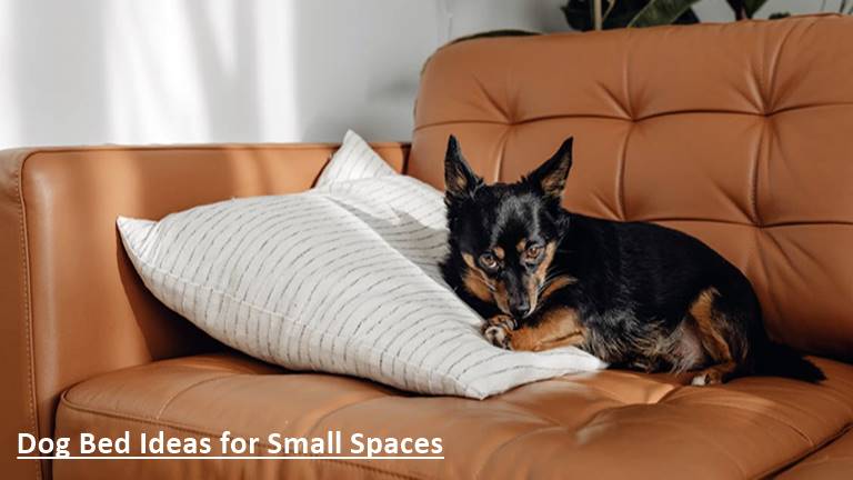 Dog Bed Ideas for Small Spaces