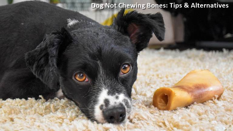 Dog Not Chewing Bones: Tips & Alternatives