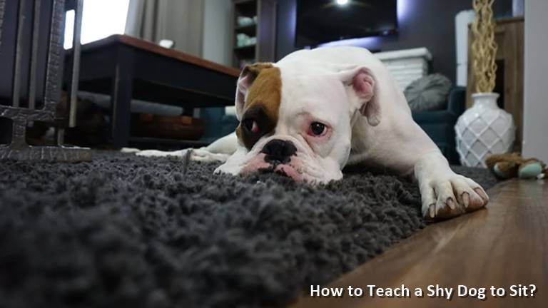 How to Teach a Shy Dog to Sit
