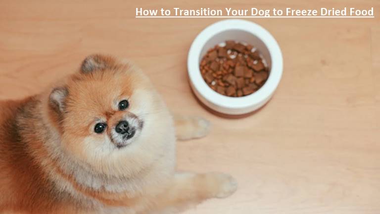 How to Transition Your Dog to Freeze Dried Food