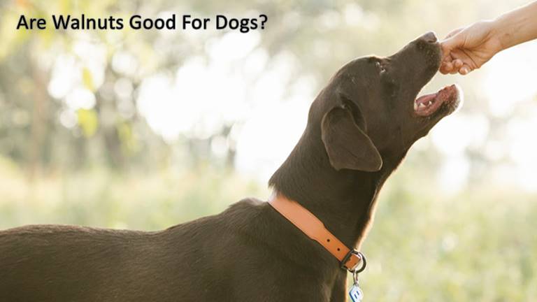 Are Walnuts Good For Dogs?