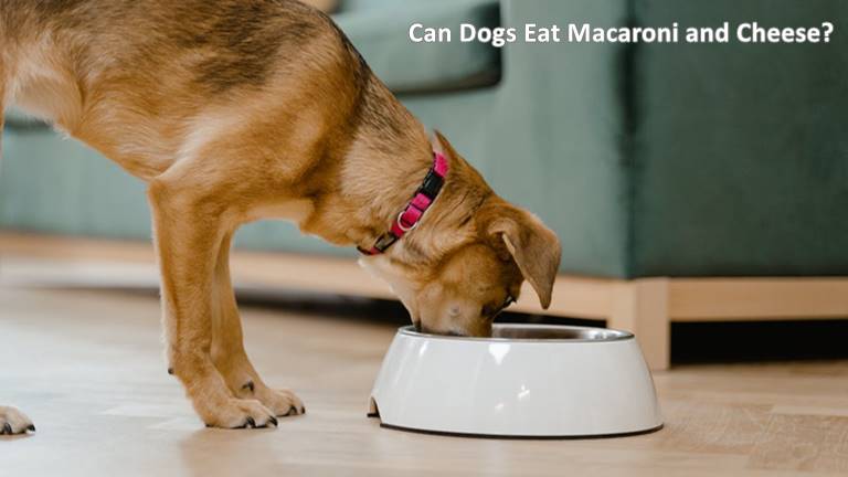 Can Dogs Eat Macaroni and Cheese?