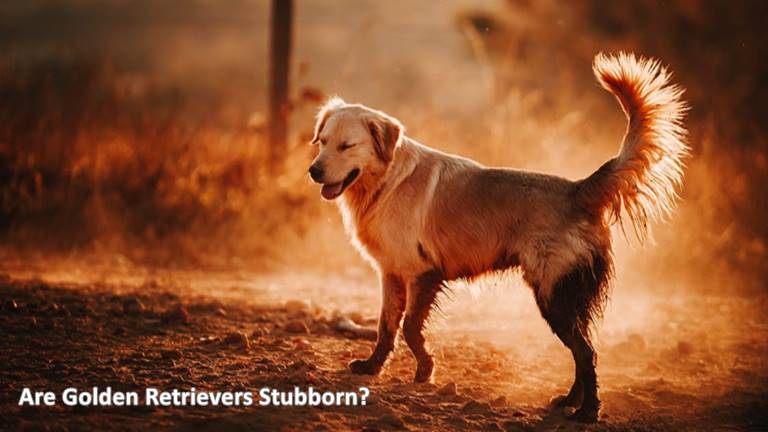 Are Golden Retrievers Stubborn?