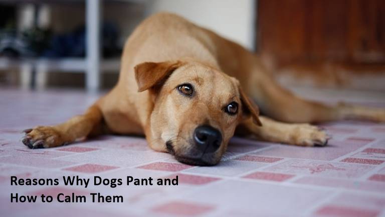 Reasons Why Dogs Pant and How to Calm Them