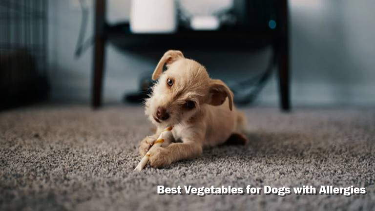 Best Vegetables for Dogs with Allergies