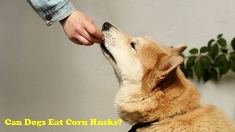 Can Dogs Eat Corn Husks?