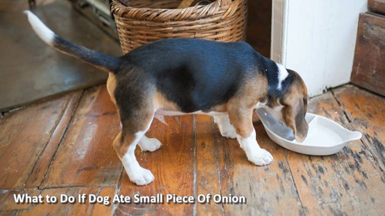 What to Do If Dog Ate Small Piece Of Onion
